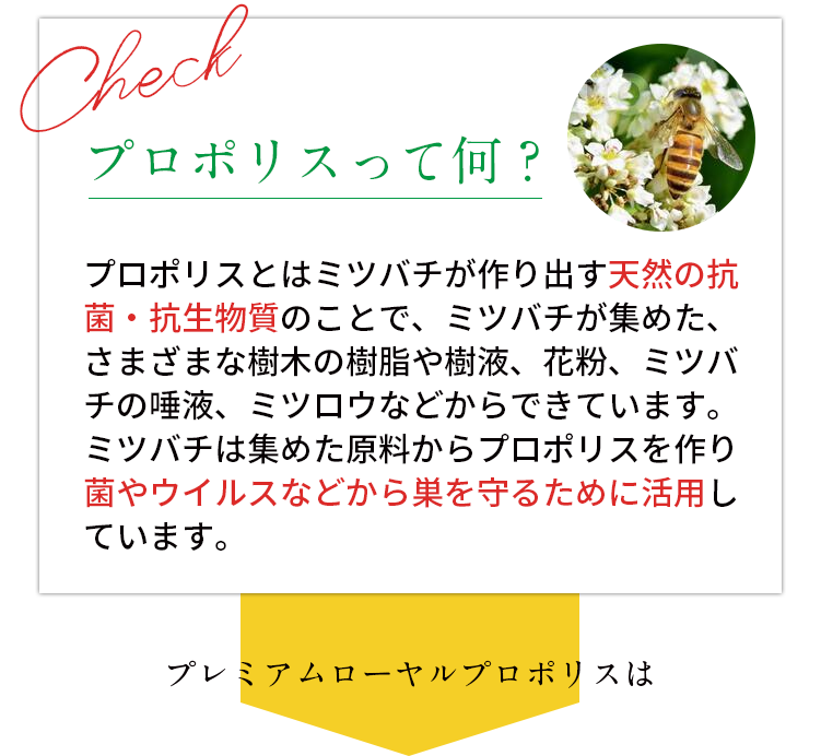 プロポリスって何？